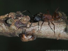 Camponotus chromaiodes