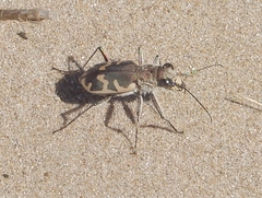 Cicindela formosa