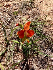 Gladiolus alatus
