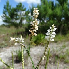 Polygonella robusta