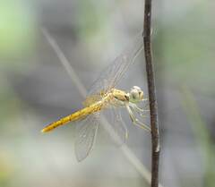 Diplacodes haematodes