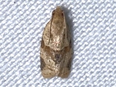 Clepsis peritana