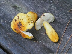 Russula flavida