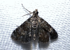 Elophila obliteralis