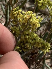 Eriogonum microtheca ambiguum