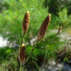Xyris caroliniana