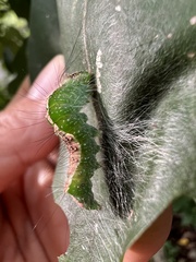 Acronicta lithospila