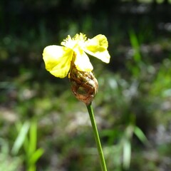 Xyris stenotera