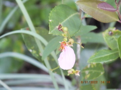 Rhexia
