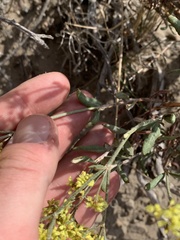 Eriogonum microtheca ambiguum