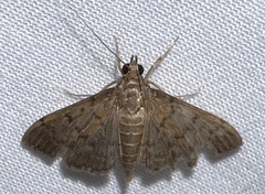 Herpetogramma phaeopteralis
