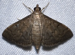 Herpetogramma phaeopteralis