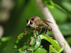 Dicranus jaliscoensis