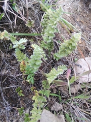 Cheilanthes distans