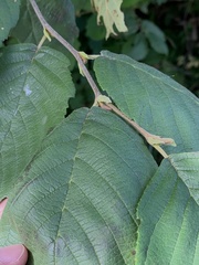 Corylus cornuta
