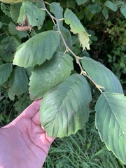 Corylus cornuta
