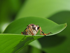 Dicranus jaliscoensis