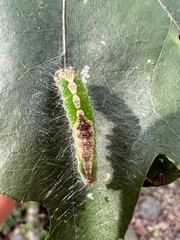 Acronicta lithospila