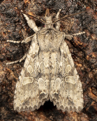 Lithophane disposita
