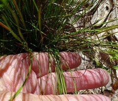 Xyris stenotera