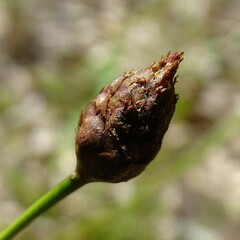 Xyris stenotera