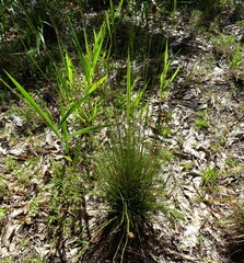 Xyris stenotera