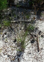 Xyris caroliniana