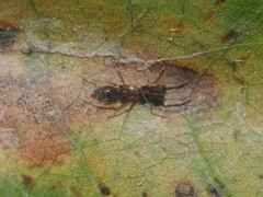 Synemosyna formica