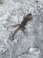 Sceloporus graciosus