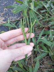 Paspalum pubiflorum