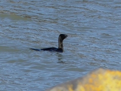Phalacrocorax sulcirostris