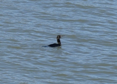 Phalacrocorax sulcirostris