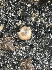 Oxychilus draparnaudi