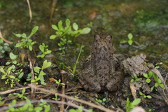 Glandirana rugosa