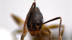 Aphaenogaster fulva