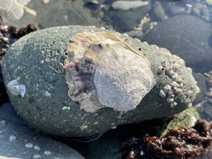 Ostreidae