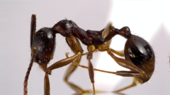 Aphaenogaster fulva