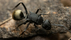 Polyrhachis tubifera