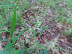 Desmodium cuspidatum