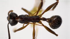 Aphaenogaster fulva