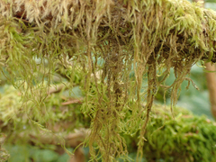 Pseudisothecium stoloniferum