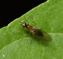 Psila