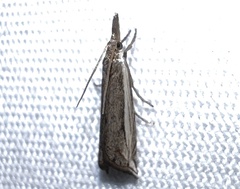 Raphiptera argillaceellus