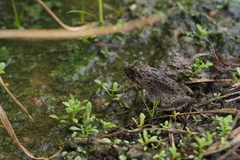 Glandirana rugosa