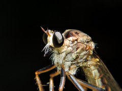 Dicranus jaliscoensis
