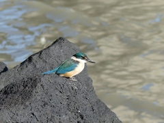 Todiramphus sanctus vagans