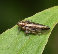 Stenocranus felti