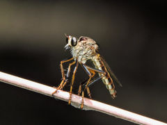 Dicranus jaliscoensis