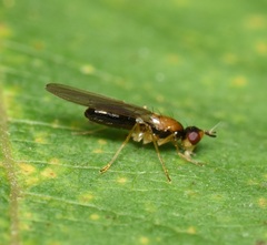 Psila