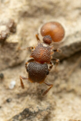 Meranoplus